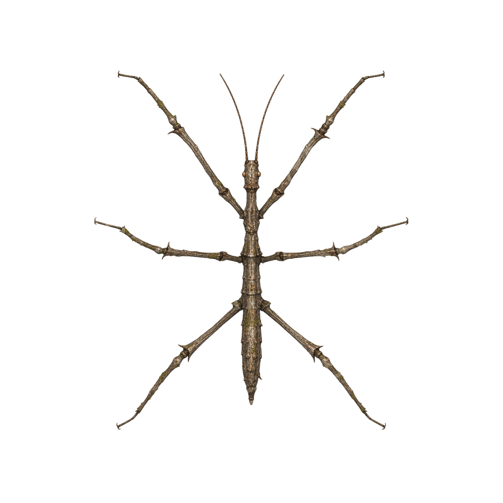 Giant Stick Insect Lurker top-down token preview