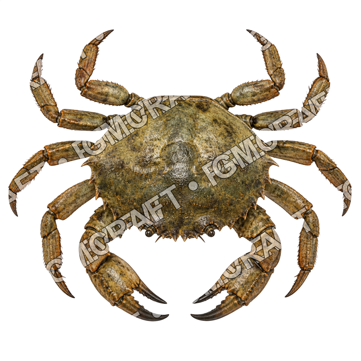 Sea Monsters And Wildlife product preview 5